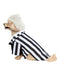 Beetlejuice Beetlejuice Pet Costume - costumesupercenter.com