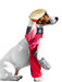 Suicide Squad Harley Quinn Pet Costume - costumesupercenter.com