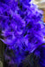 Adult Purple and Black Feather Boa - costumesupercenter.com