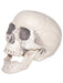 Realistic Plastic Skull - costumesupercenter.com