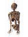 32-inch Hanging Rotten Corpse Torso Light Up Decoration - costumesupercenter.com