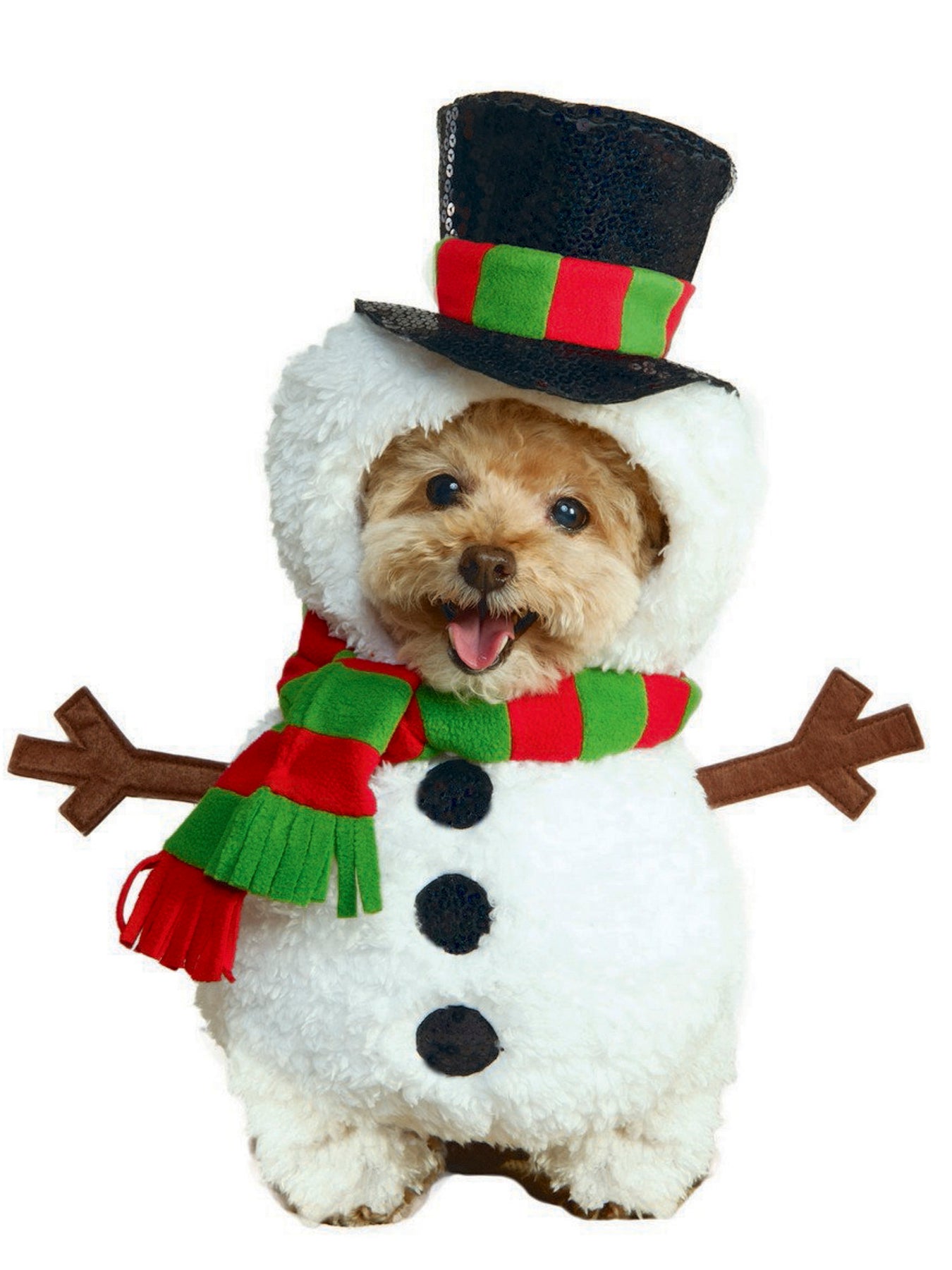 Pet Celebrations