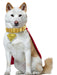 Supergirl Movie 2026 Krypto Pet Collar and Cape- Deluxe (PRE-ORDER) - costumesupercenter.com