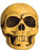 Small Skull - costumesupercenter.com